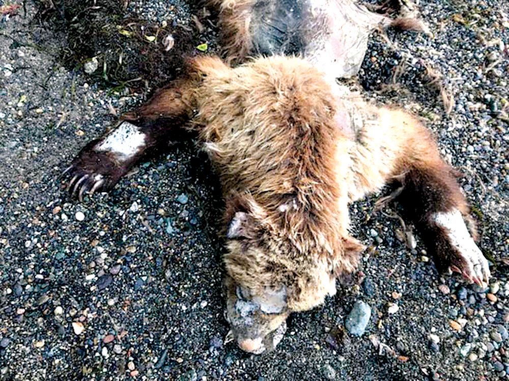 Washington State Department of Fish and Wildlife Game Warden Dave Jones confirmed that a bear carcass found on a beach in Whatcom County the week of June 13, just north of the Cherry Point refinery, was a grizzly.